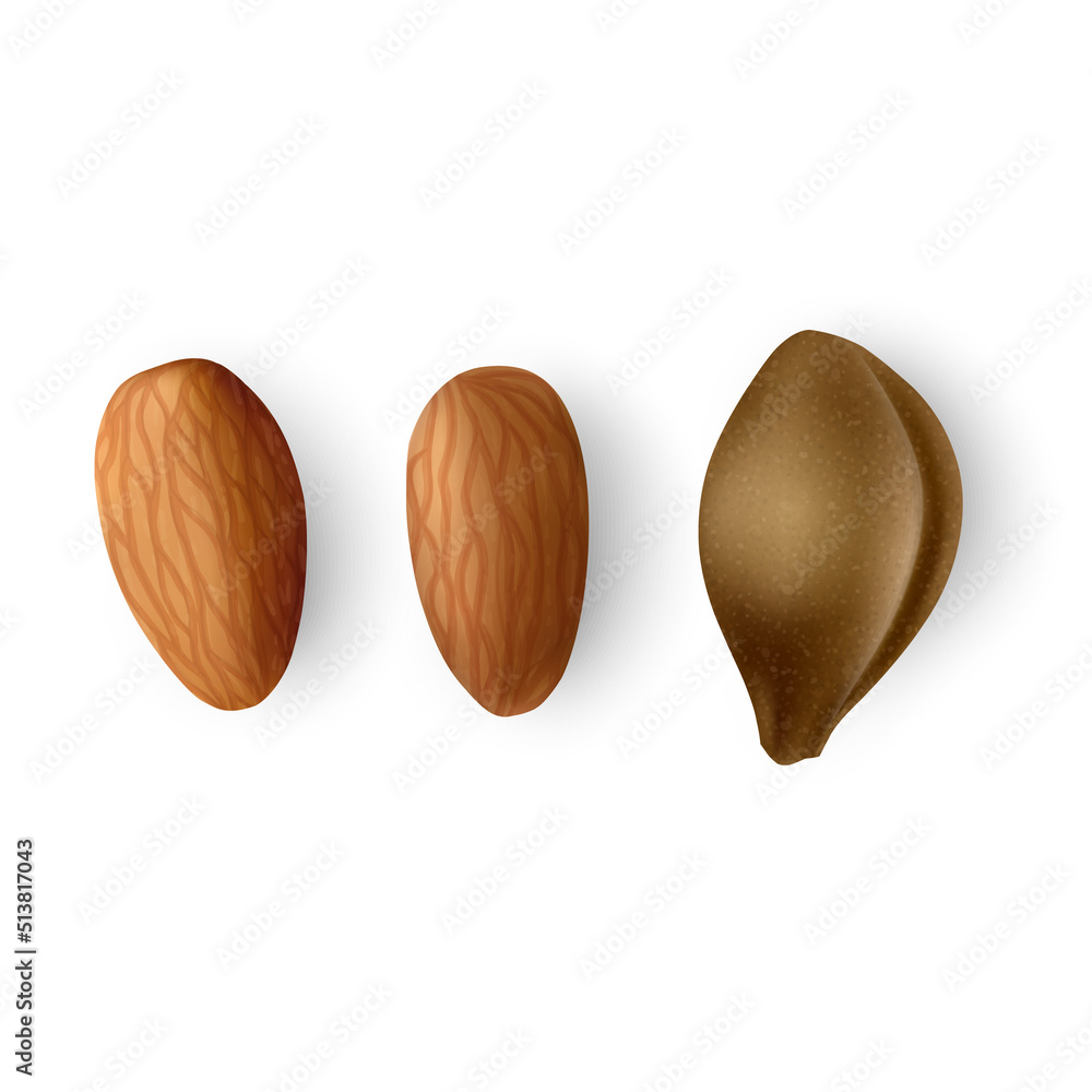 Fototapeta premium Apricot kernel set on white background, vector illustration