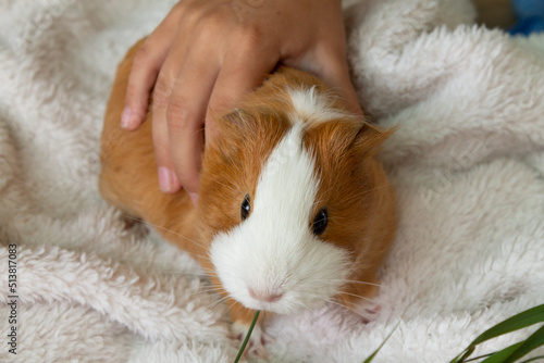 Mistress strokes her red guinea pig. High quality photo © Ekaterina Varnakova