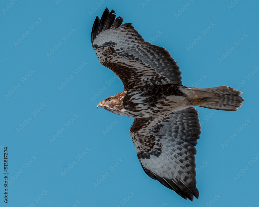 Fototapeta premium Mäusebussard in freier Natur