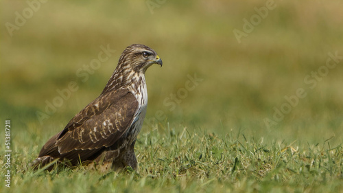 M  usebussard in freier Natur