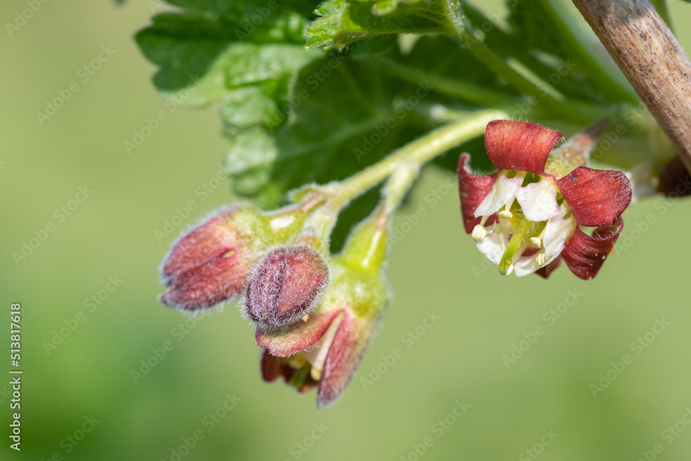 Macro shot of European gooseberry (ribes uva-crispa) blossom Macro shot of European gooseberry (ribes uva-crispa) blossom