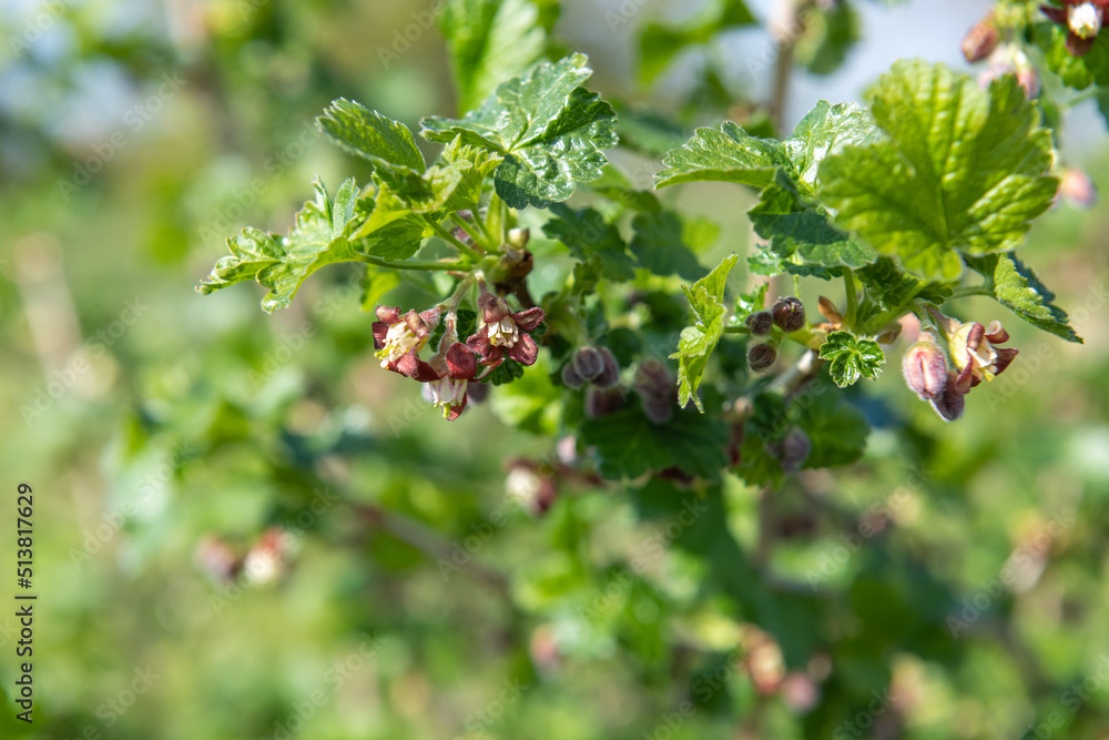Close up of European gooseberry (ribes uva-crispa) blossom Close up of European gooseberry (ribes uva-crispa) blossom