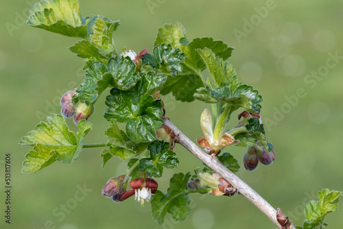 Close up of European gooseberry (ribes uva-crispa) blossom photo