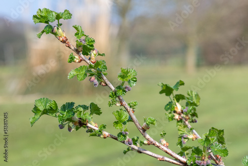 European gooseberry (ribes uva-crispa)