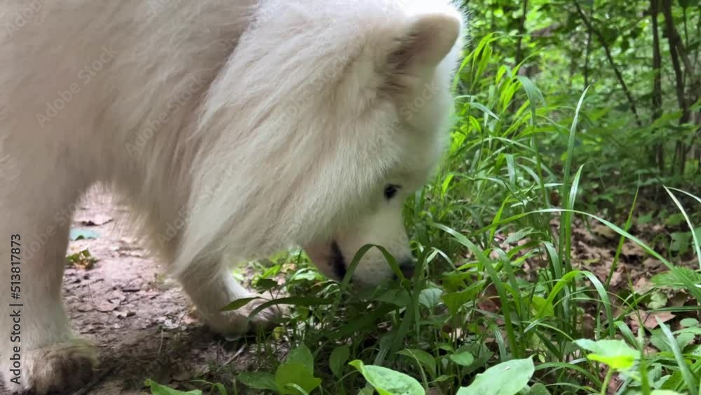 white Samoyed dog comes to the green grass in the spring or summer begins to eat it can be used for veterinary pharmacies advertise products with vitamins white dog with long hair and adult. 4k white Samoyed dog comes to the green grass in the spring or summer begins to eat it can be used for veterinary pharmacies advertise products with vitamins white dog with long hair and adult. 4k