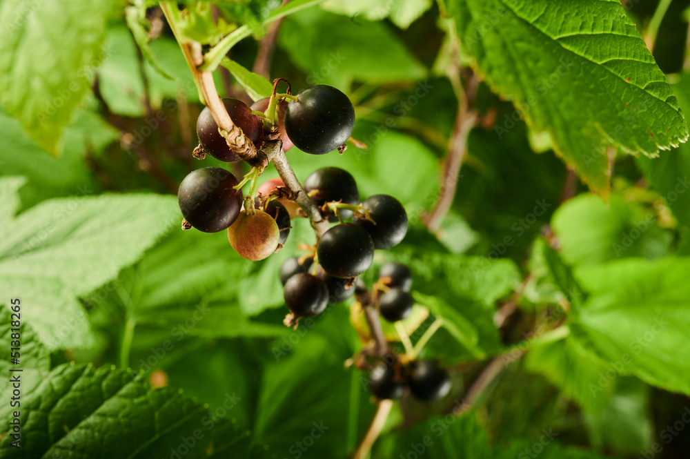 blackcurrant on the branches of bushes berries blackcurrant on the branches of bushes berries
