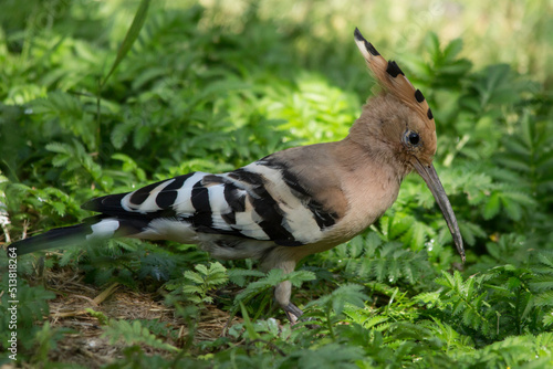 Wiedehopf bei der Futtersuche photo