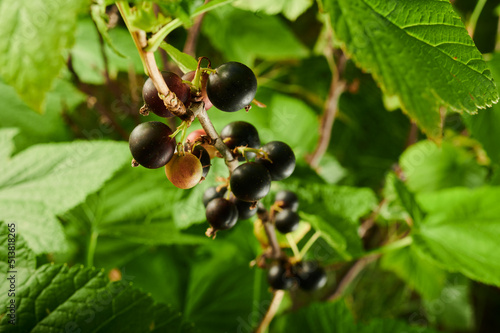 blackcurrant on the branches of bushes berries