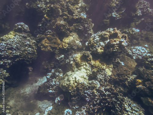 Underwater image of Pacific ocean water and the coral reef taken in Maui Hawaii