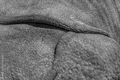 The rough texture of rhinoceros skin (live photograph) photo