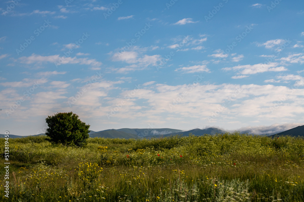 Green field with tree mountains and blue sky.