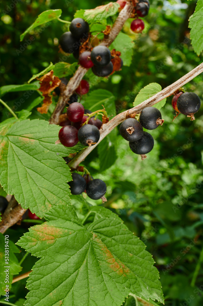 Ripe berry currant on a branch of a bush Ripe berry currant on a branch of a bush