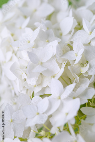 hydrangeas macro high key with selective focus. White hydrangea flowers tender romantic floral background. © Tetiana