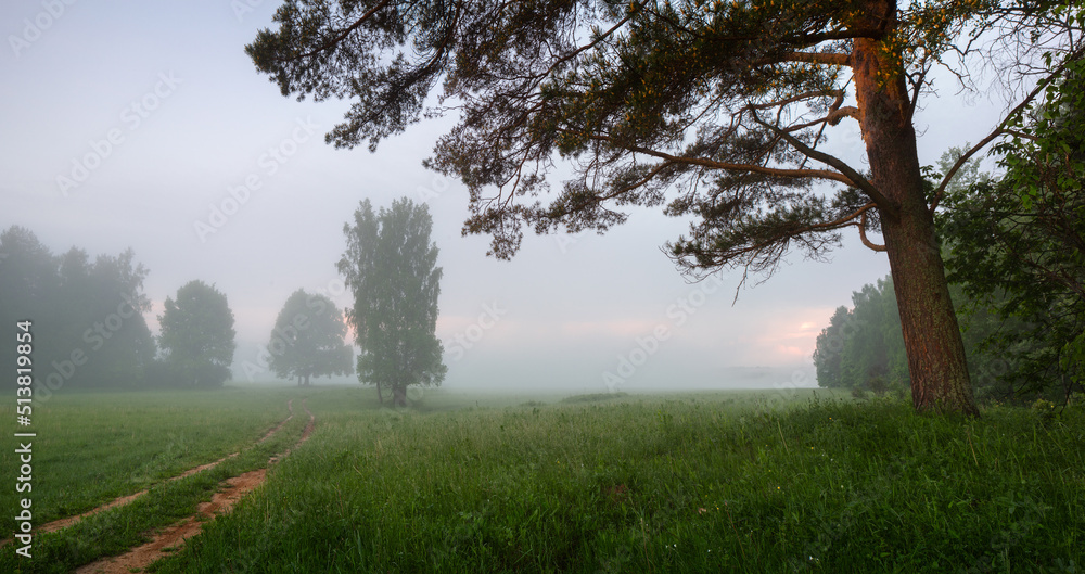 Obraz premium rural morning foggy landscape with trees