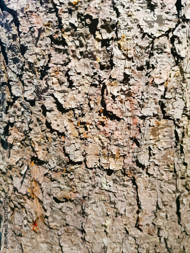 abstract illustration of a tree bark texture