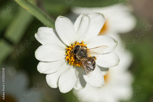 Biene auf einer weißen Blume 