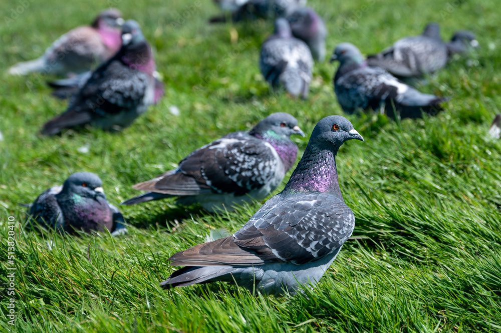 Common pigeons resting on grass Common pigeons resting on grass