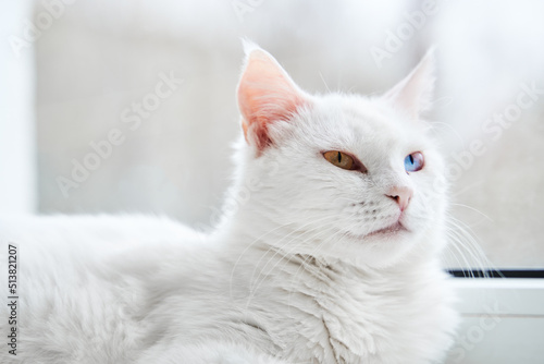 Photography White cat with different color eyes