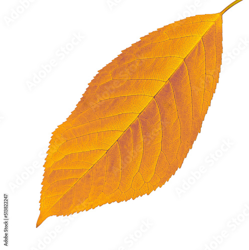 yellow cherry leaf, on a white background in isolation, close-up
