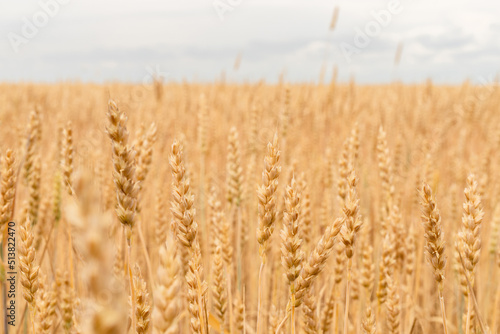Ripe wheat ears in a wheat field