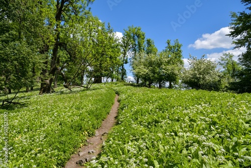 Small walking trail on top of Vysoka peak in Little Carpathians photo
