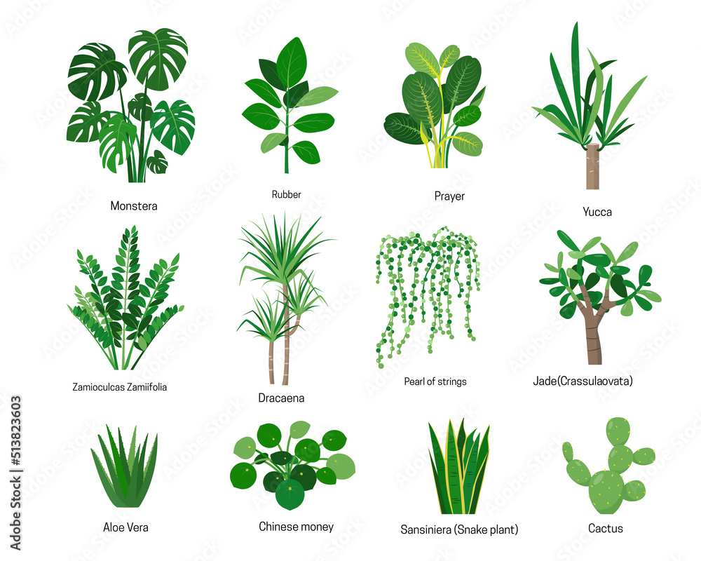 House Plants Or Flowers With Names Isolated On White Background Home house-plants-or-flowers-with-names-isolated-on-white-background-home