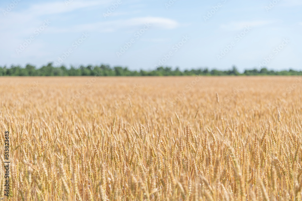 Side view of gold colored agricultural wheat field with ripe crop in a sunny summer day. Selective focus. Copy space for your text. World Food Theme.
