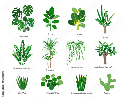 House plants or flowers with names isolated on white background. Home garden or greenhouse botanical design. Flat or cartoon icons vector illustration.