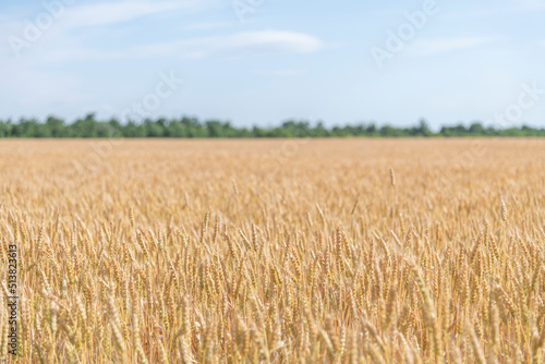 Side view of gold colored agricultural wheat field with ripe crop in a sunny summer day. Selective focus. Copy space for your text. World Food Theme.