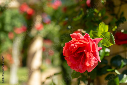 Classic red rose in full bloom