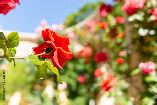 Red roses. Garden with flowers, roses. Home garden concept with flowers. Photo with blurry background