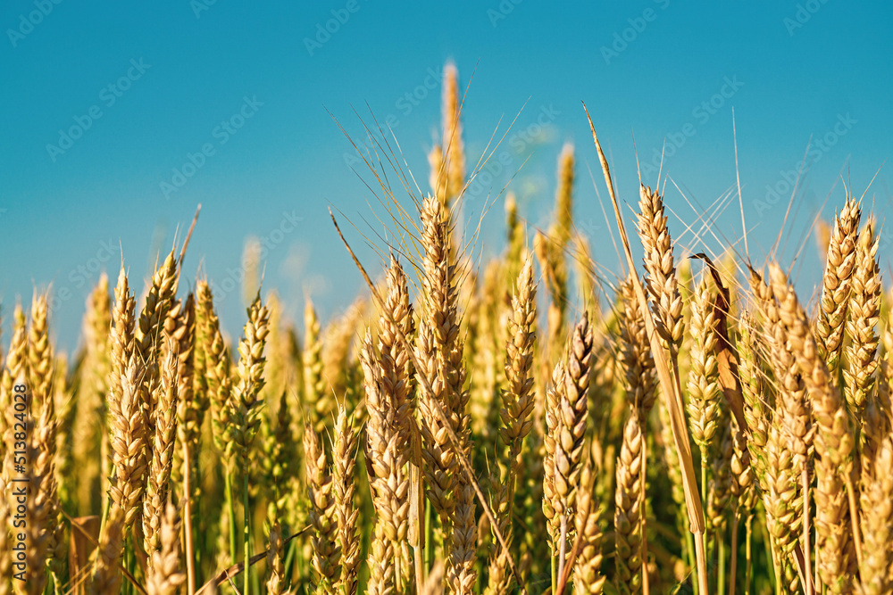 Obraz premium Close up of Soft common Wheat field in summer against blue sky