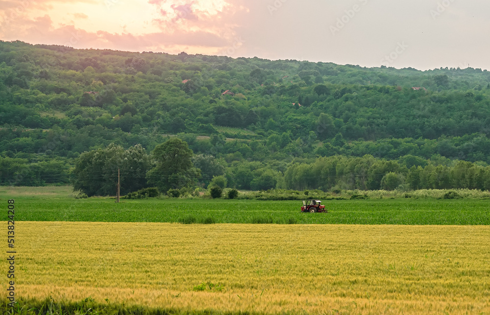 Landscape with tractor of Soft common Wheat field in summer at golden hour
