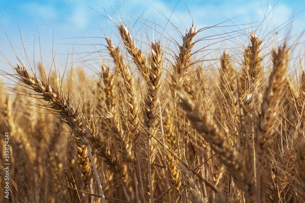 Close up of Soft common Wheat field in summer against blue sky