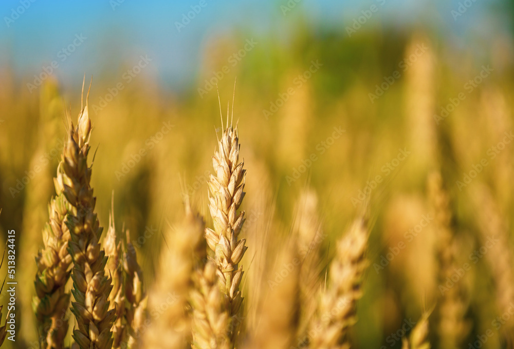 Close up of Soft common Wheat field in summer against blue sky Close up of Soft common Wheat field in summer against blue sky