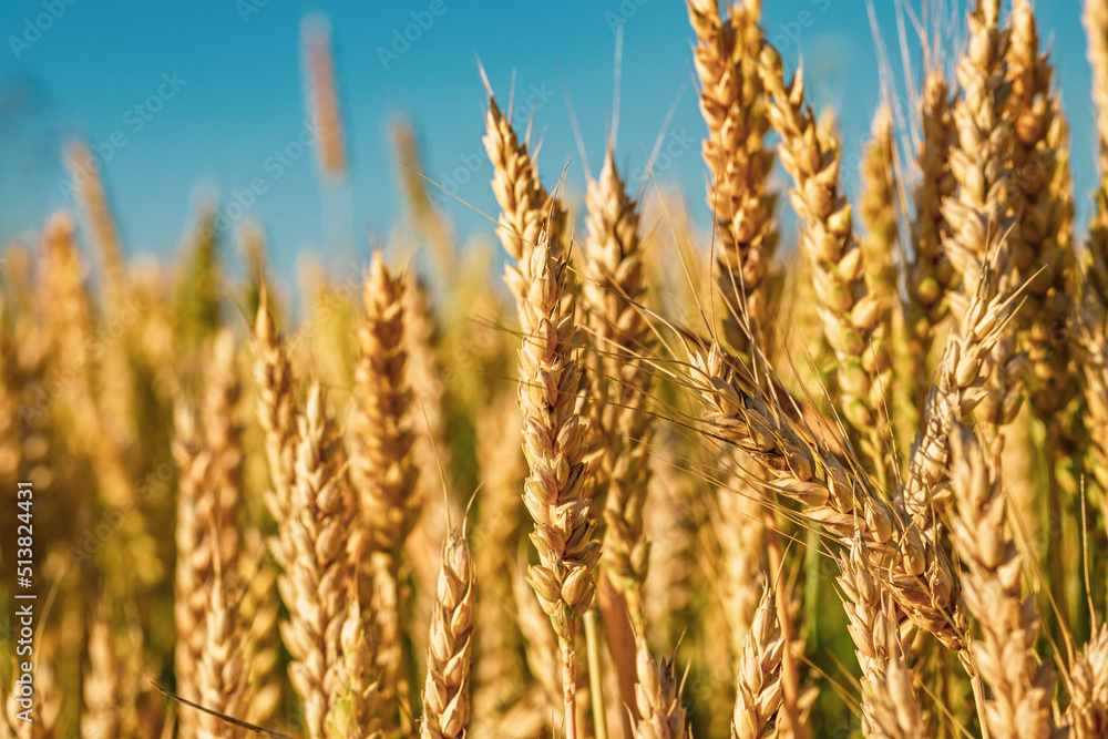 Close up of Soft common Wheat field in summer against blue sky Close up of Soft common Wheat field in summer against blue sky