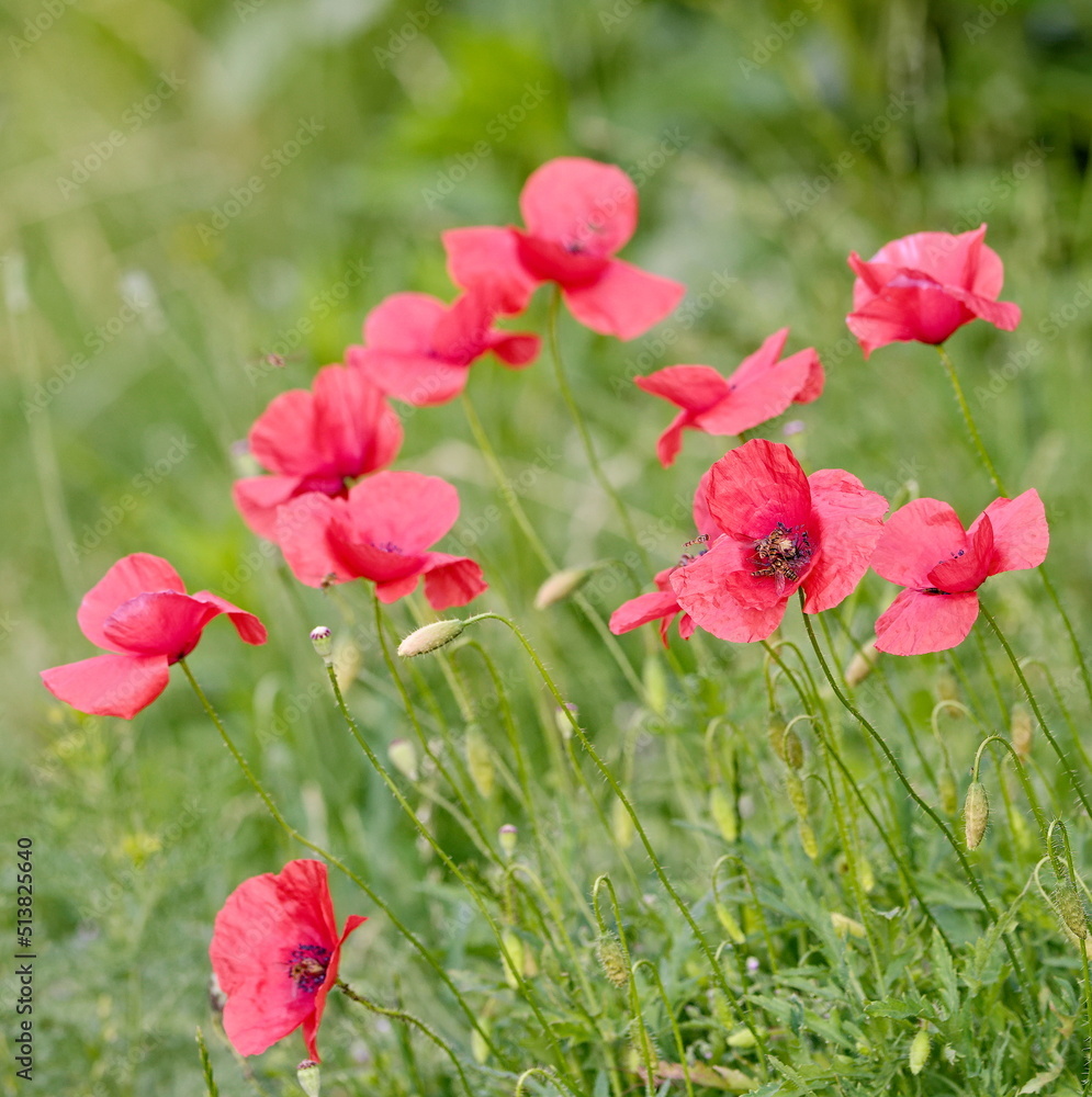 Red poppies in the grass in the summer in the countryside Red poppies in the grass in the summer in the countryside
