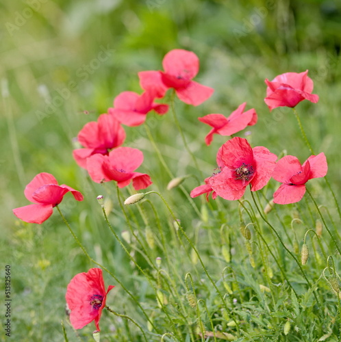 Red poppies in the grass in the summer in the countryside