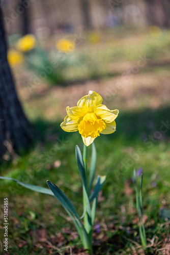 Obraz na płótnie Parc de Vincennes w salonie