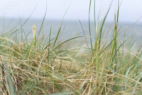 Fototapeta Naklejka Na Ścianę i Meble -  Tall grass with sea in the background as a landscape