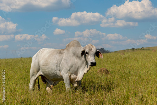 nelore ox in the pasture with blue sky photo