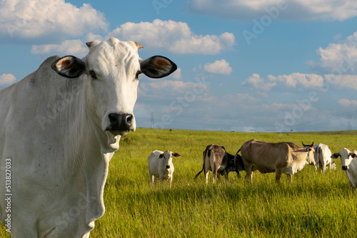 detail of nelore cattle in the pasture with herd photo