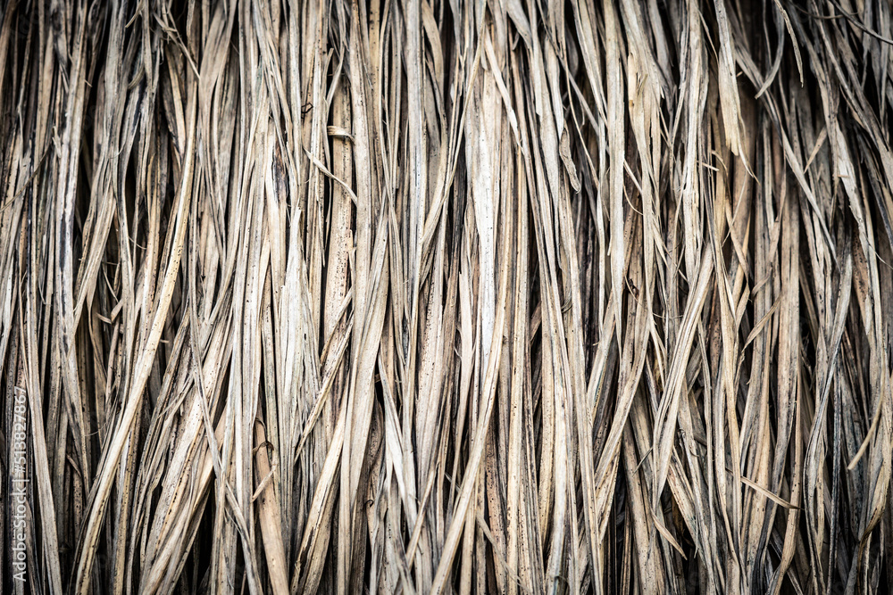 Long dry thin grass, agriculture harvest, pile of hay straw. Texture detail. Association brittle lifeless damage diseased hair. Thatched background wallpaper. Shades of gray brown more tone in stock Long dry thin grass, agriculture harvest, pile of hay straw. Texture detail. Association brittle lifeless damage diseased hair. Thatched background wallpaper. Shades of gray brown more tone in stock