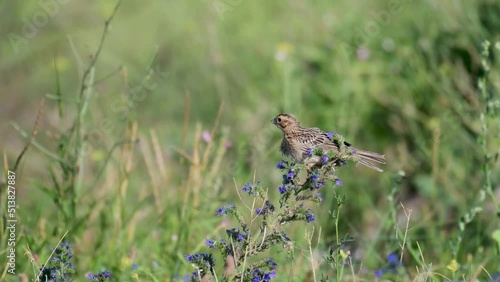 Corn bunting Miliaria calandra sitting on a branch flowering plant. photo