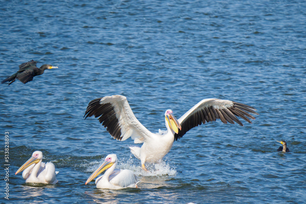 A Pelican in Descent on the Water A Pelican in Descent on the Water