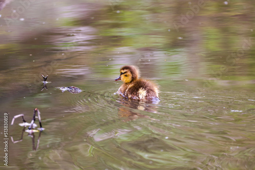 Tiny Baby Mallard Duckling