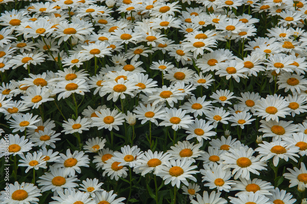 Leucanthemum vulgare. Daisies in a field. Leucanthemum vulgare. Daisies in a field.