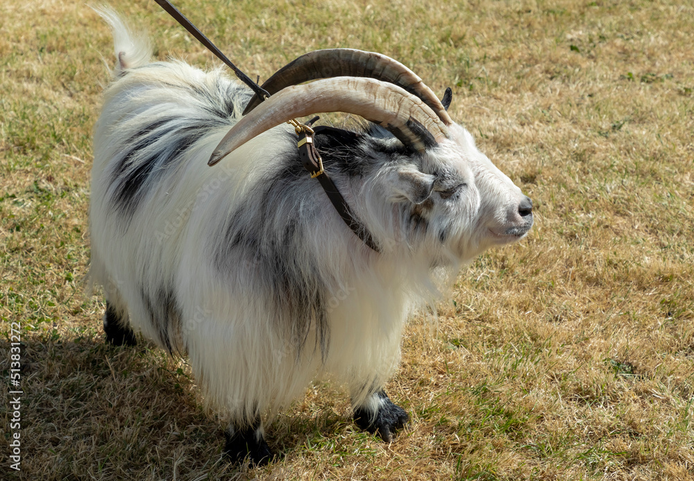 Obraz premium Pygmy goat with large horns