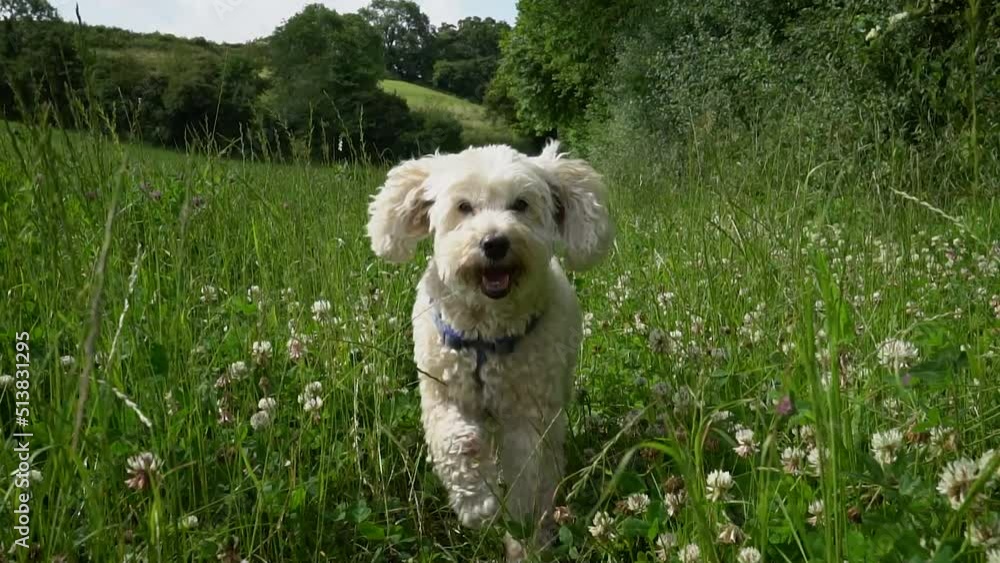 Happy and excited Cockapoo dog rungs towards the camera. Shot low down angle in a field with grass and wild flowers in scene. Countryside dog walking slow motion footage. Happy and excited Cockapoo dog rungs towards the camera. Shot low down angle in a field with grass and wild flowers in scene. Countryside dog walking slow motion footage.