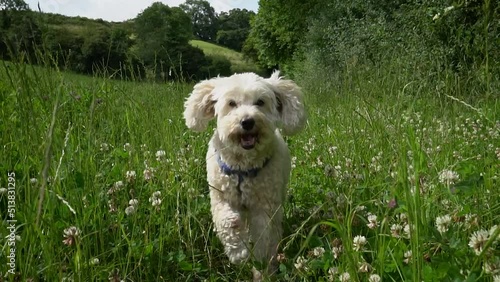 Happy and excited Cockapoo dog rungs towards the camera. Shot low down angle in a field with grass and wild flowers in scene. Countryside dog walking slow motion footage.